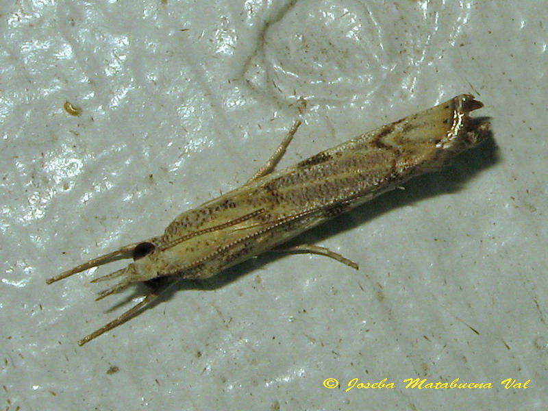 Crambidae da id - Agriphila geniculea